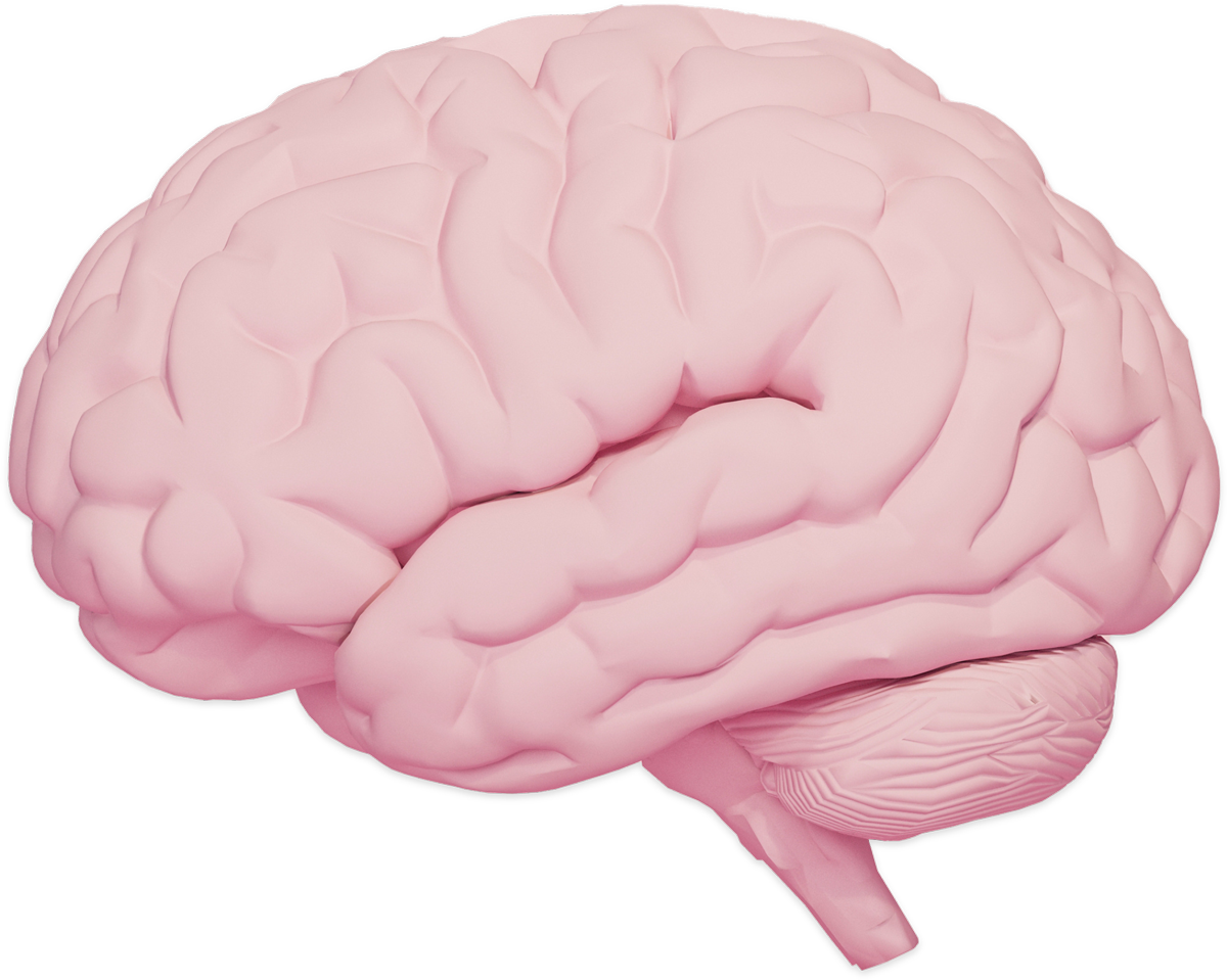 Brain
