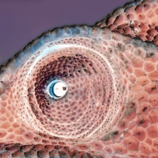 Nahaufnahme des Auges eines Chamäleons mit seiner charakteristischen Hautstruktur