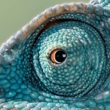 Nahaufnahme des Auges eines Chamäleons mit blauer Haut und konzentrischer Musterung