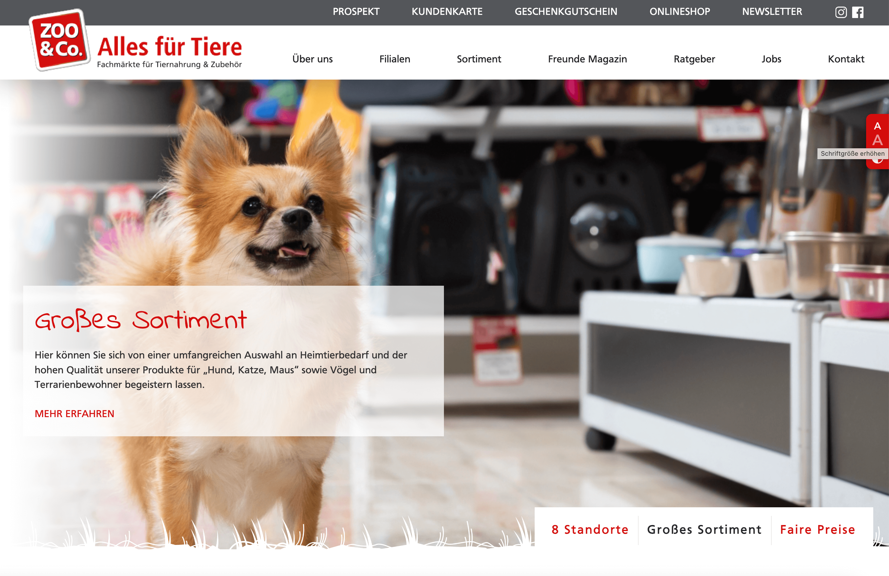 Ein kleiner Hund mit Fell und aufgestellten Ohren sitzt vor einem Regal mit Tierbedarf